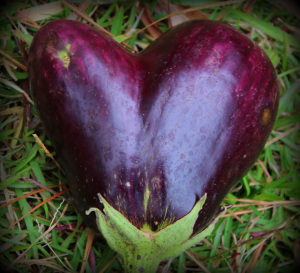 Eggplant Love